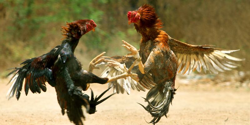 Cách đăng ký đá gà 789WIN nhanh chóng