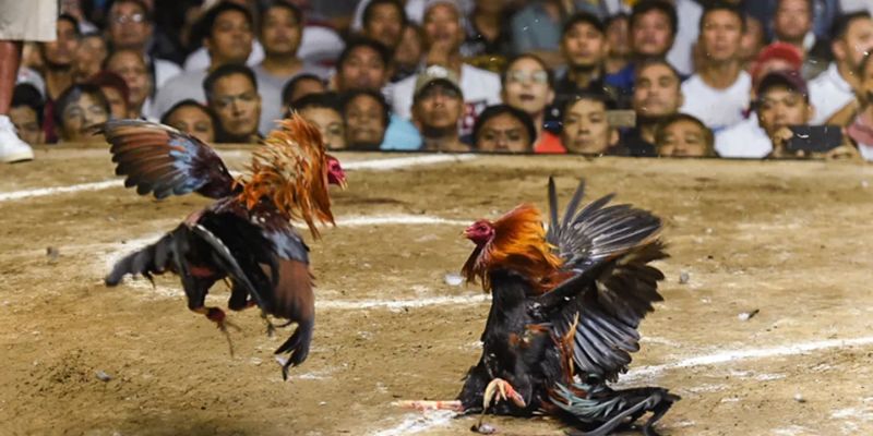 Ưu đãi hấp dẫn tại đá gà 789WIN